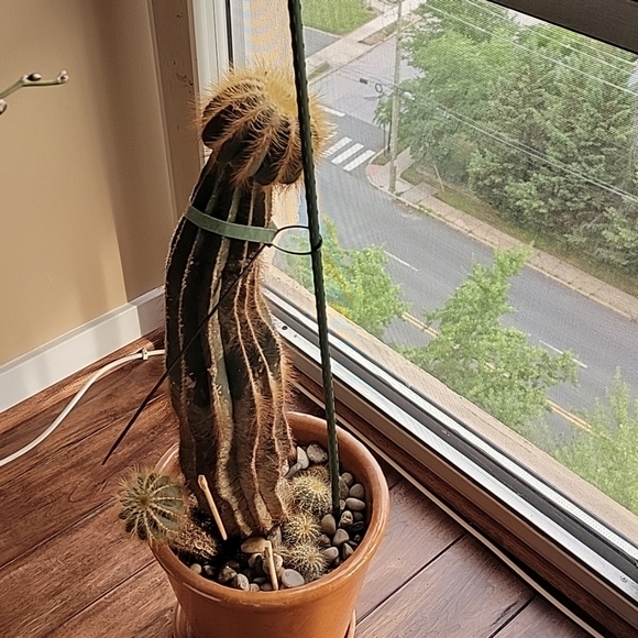 Other - Cactus plant